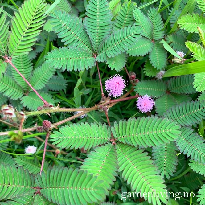 Hovedbilde Sanseplante/Rør meg ikke - Mimosa pudica