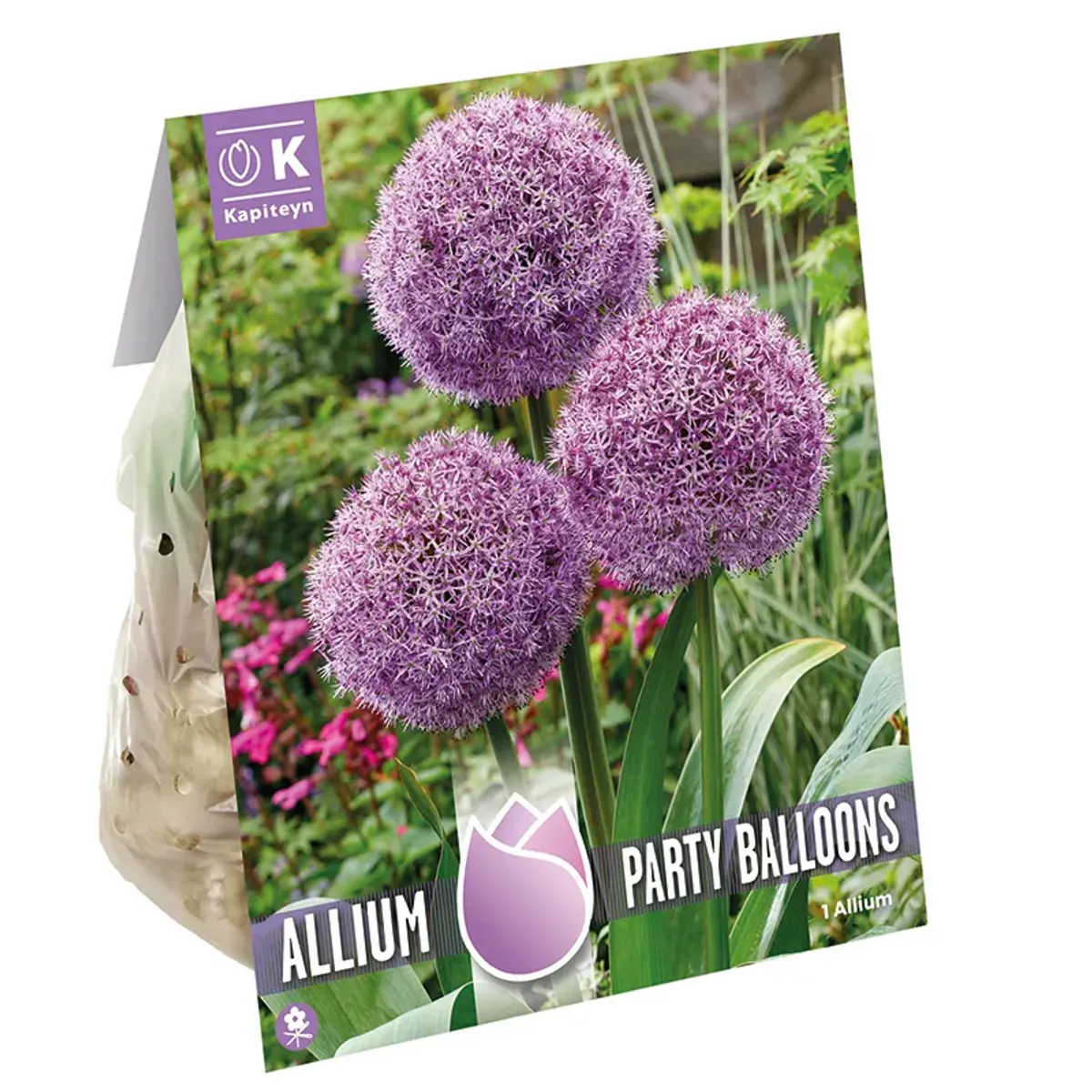 Prydløk 'Party Balloons' - Allium  - 1 stk
