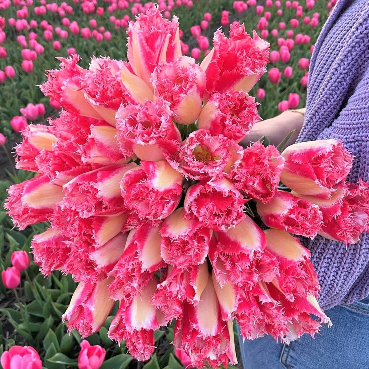 Tulipan 'Sweet Simone', frynsetulipan - 10 stk