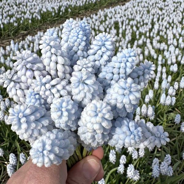 Hovedbilde Perleblomst 'Baby's Breath' - 10 stk