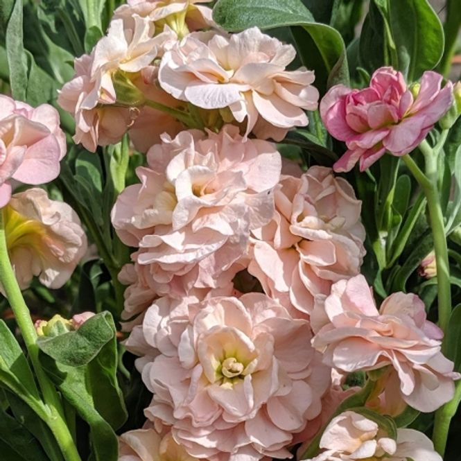 Hovedbilde Levkøy 'Quartet Apricot' - Matthiola incana