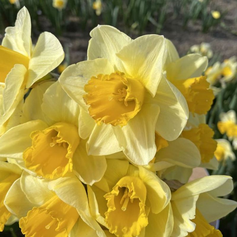 Påskelilje 'Yellow Salome' - 10 stk