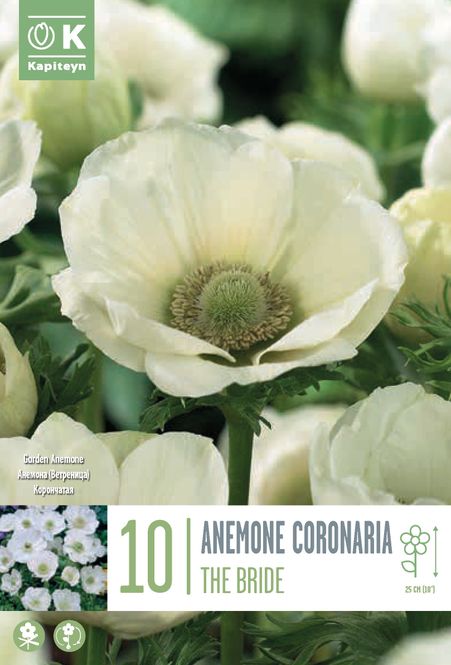 Hovedbilde Kronsymre 'The Bride' - Anemone coronaria, 10 stk.