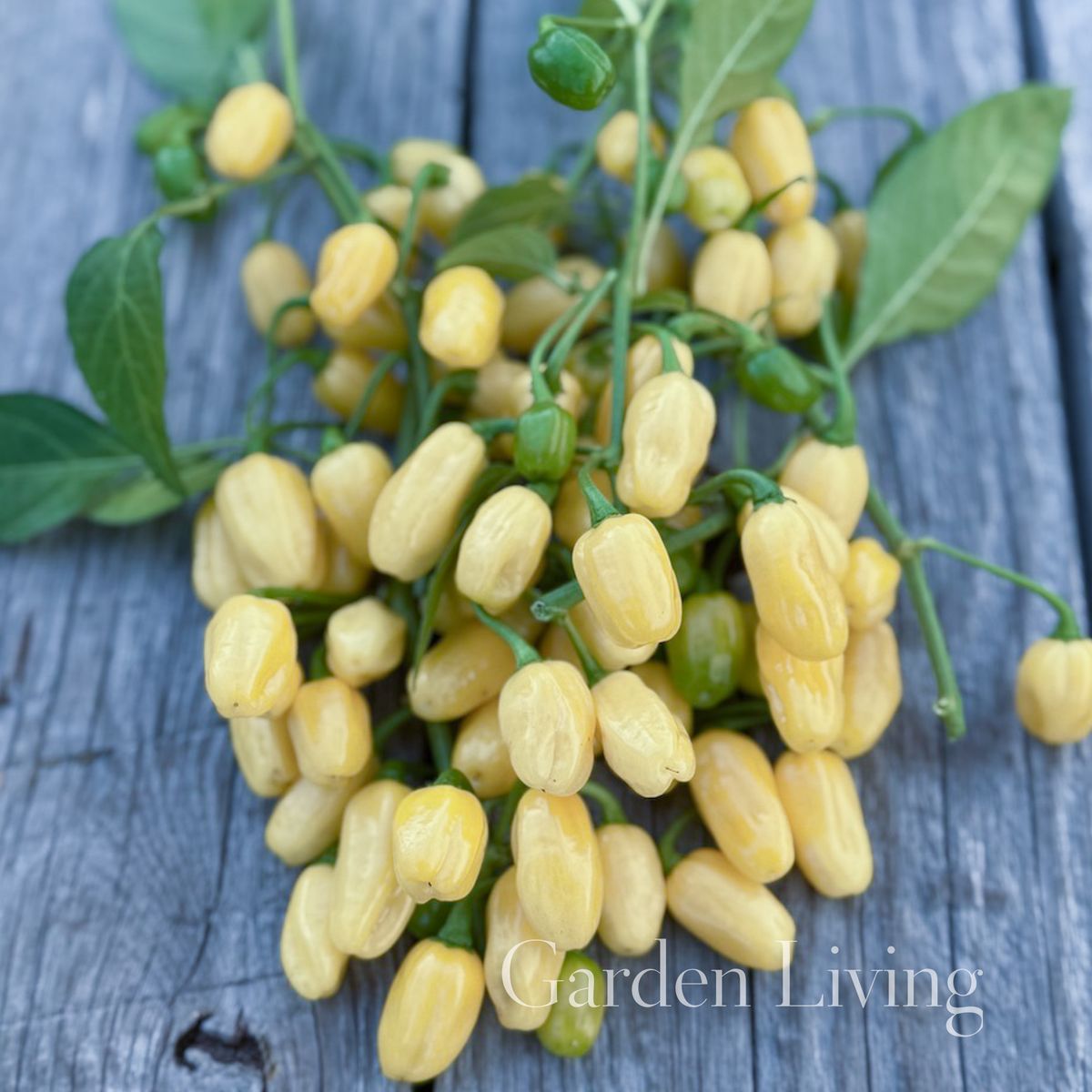 Chilipepper 'Habanero White' - Capsicum chinensis
