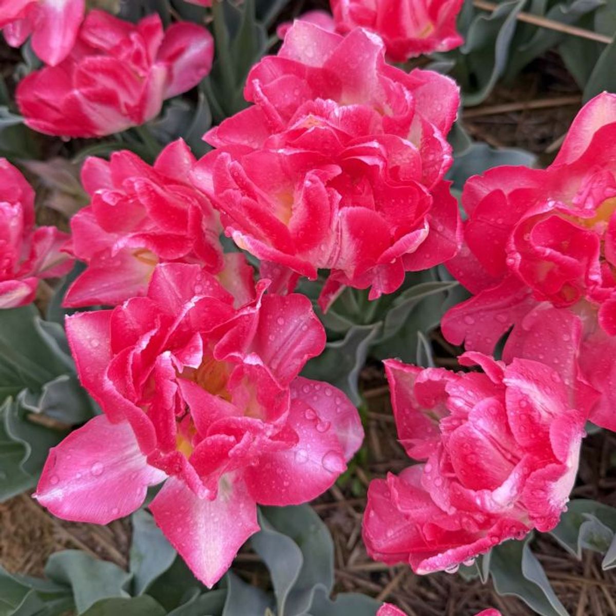 Tulipan 'Pink Delight’, tidlig dobbel - 10 stk
