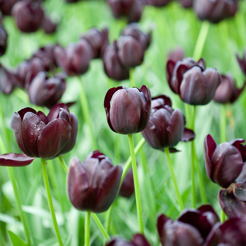 Tulipan 'Queen of Night', sen enkel - 10 stk