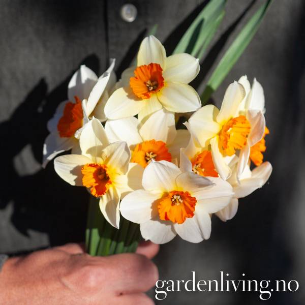Hovedbilde Påskelilje 'Barret Browning’ - Narcissus - 5 stk