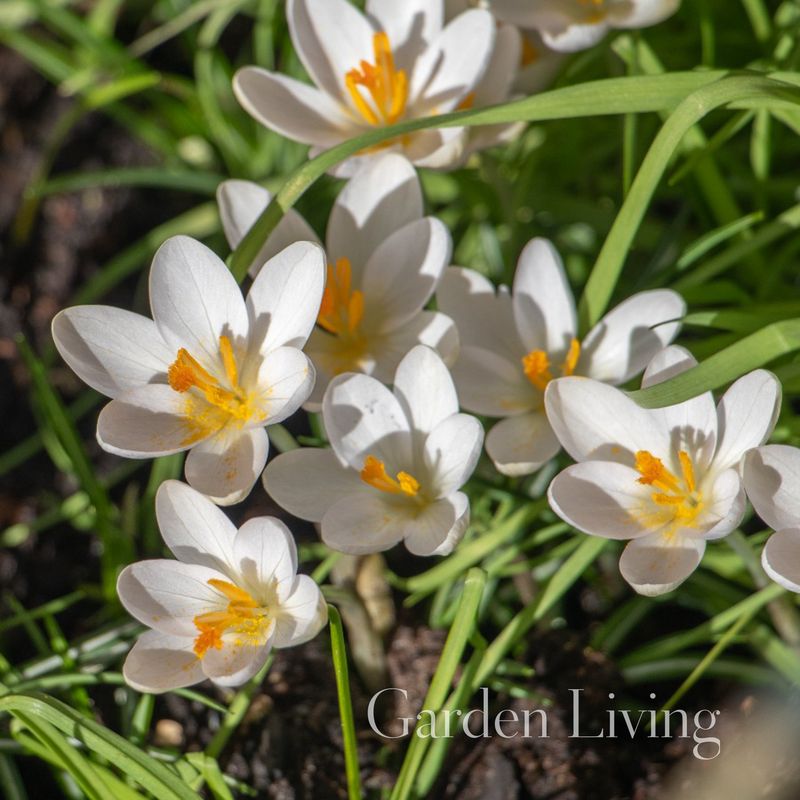 Snøkrokus 'Barr's White' - Crocus tommasinianus - 10 stk