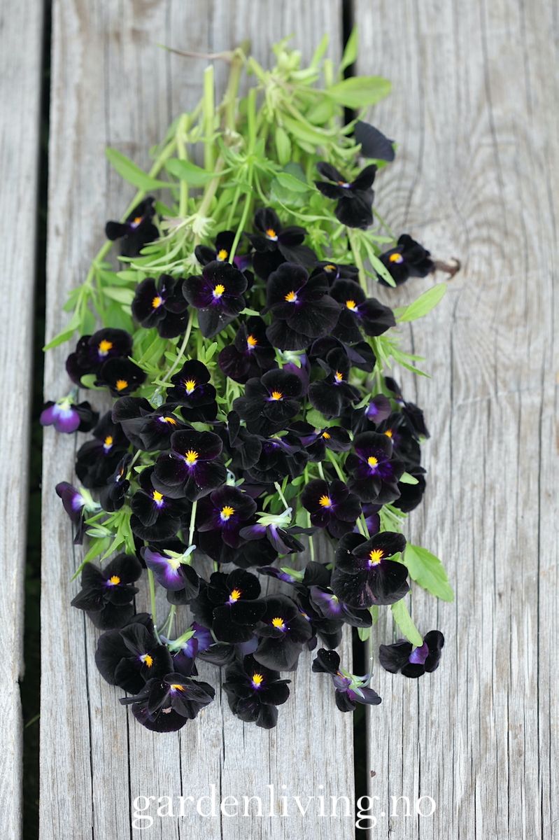 Stemorsblomst 'Back To Black', småblomstret - Viola x williamsii