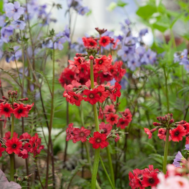 Hovedbilde Japanprimula 'Miller's Crimson' - Primula japonica