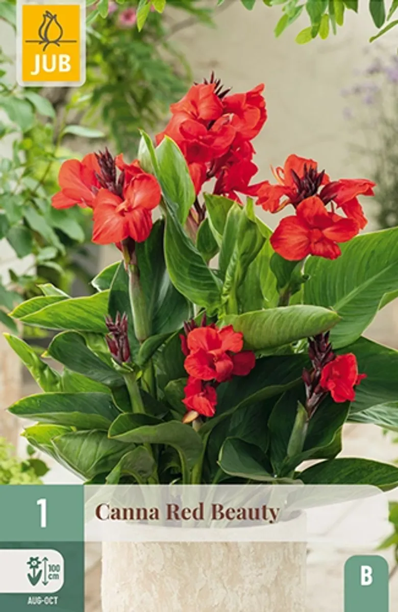 Kanna 'Red Beauty' - Canna, 1 stk.