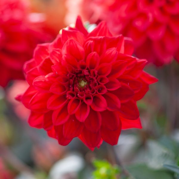 Hovedbilde Georgine 'Gallery Singer' - Dahlia x cultorum - 2 stk