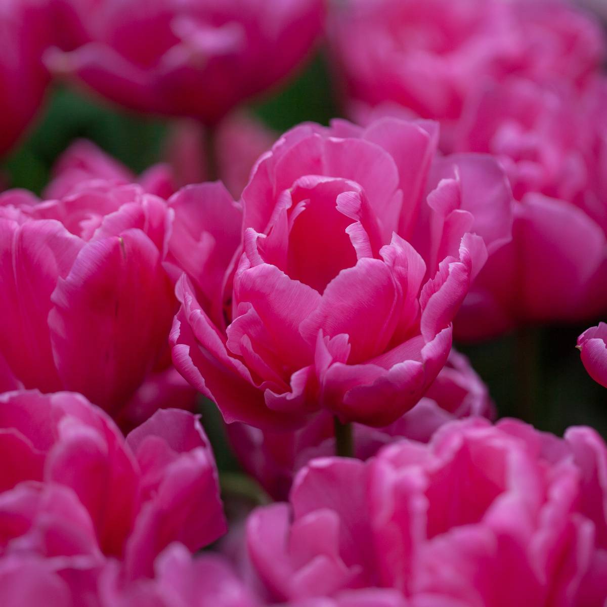 Tulipan 'Sunset Tropical', sen dobbel - 8 stk