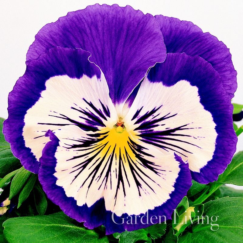 Stemorsblomst 'Cats Violet And White' F1 - Viola x wittrockiana
