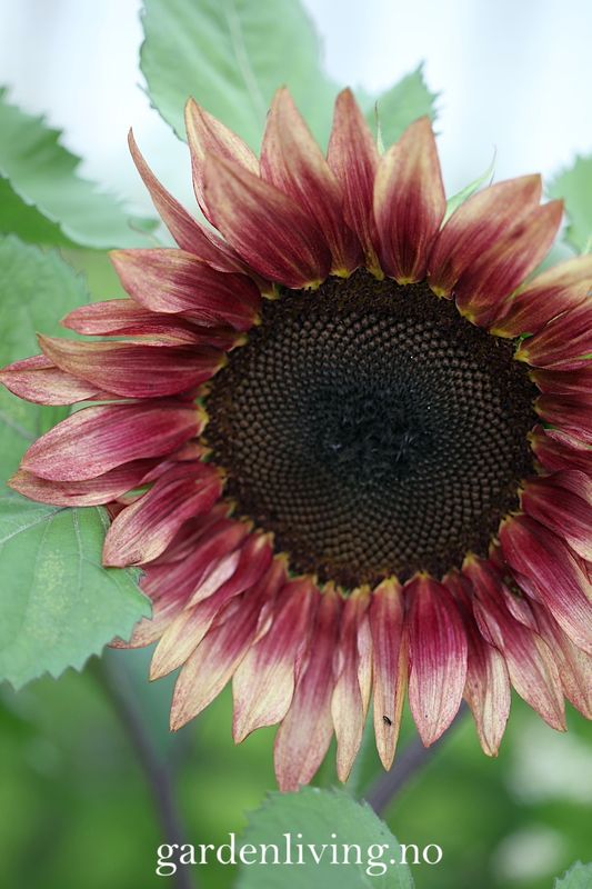 Solsikke 'Pro Cut Plum' - Helianthus annuus
