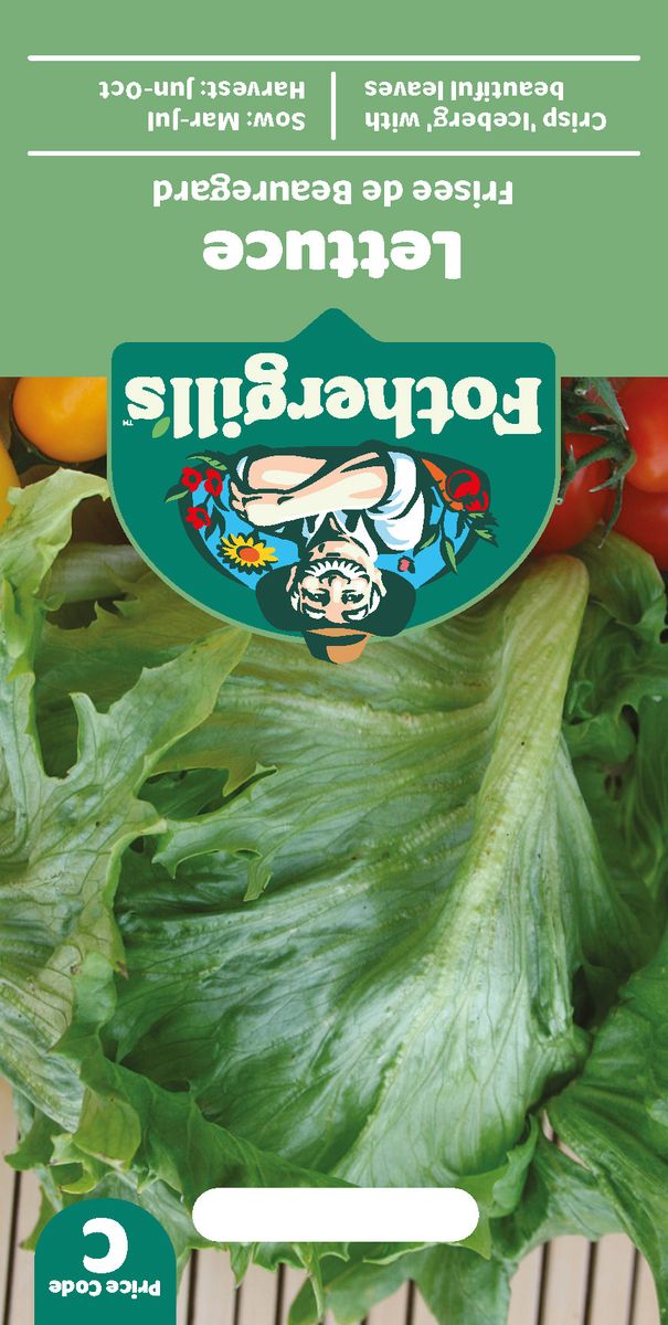 Isbergsalat 'Frisèe de Beauregard' - Lactuca