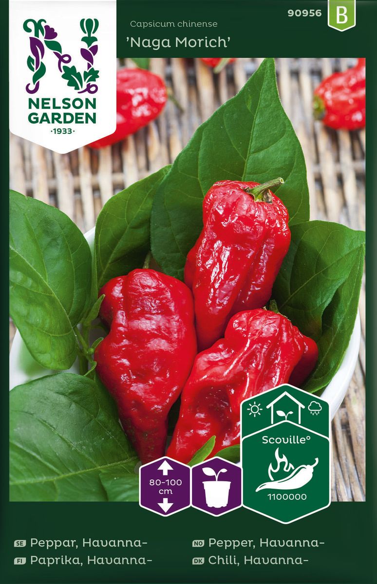 Chilipepper 'Naga Morich' - Capsicum chinense