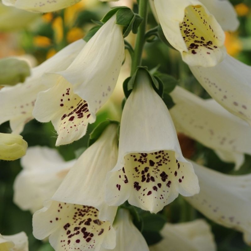 Revebjelle 'Dalmation Creme’ - Digitalis purpurea