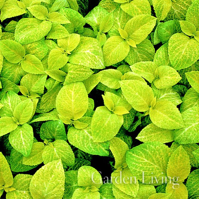 Hovedbilde Praktspragle 'Wizard® Golden' - Solenostemon blumei 