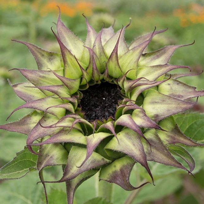 Hovedbilde Solsikke 'Sun Fill Purple' - Helianthus annuus