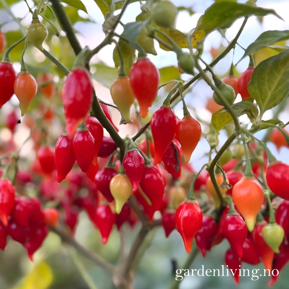 Chilipepper 'Biquinho Red' - Capsicum annuum