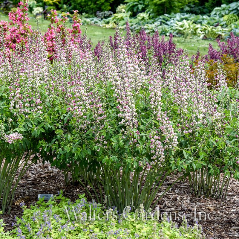 Fargeskolm 'Plum Rosy' ® - Baptisia