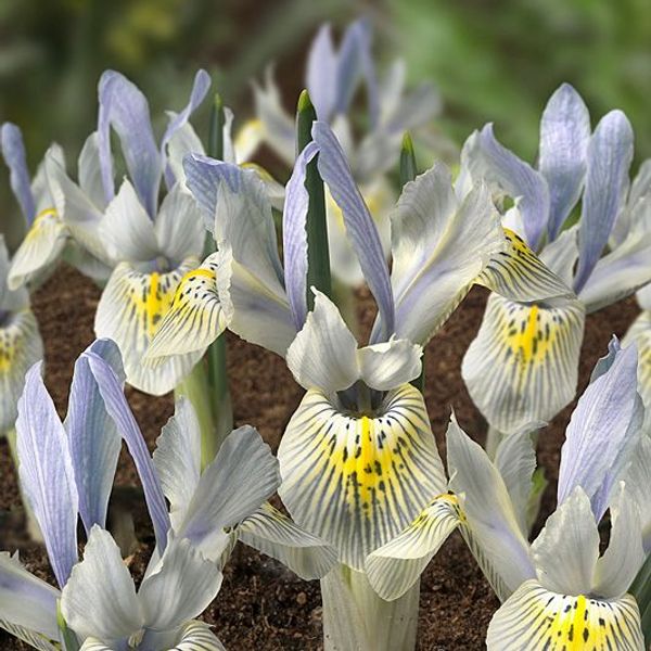 Hovedbilde Våriris 'Katharine Hodgkin’ - Iris - 10 stk