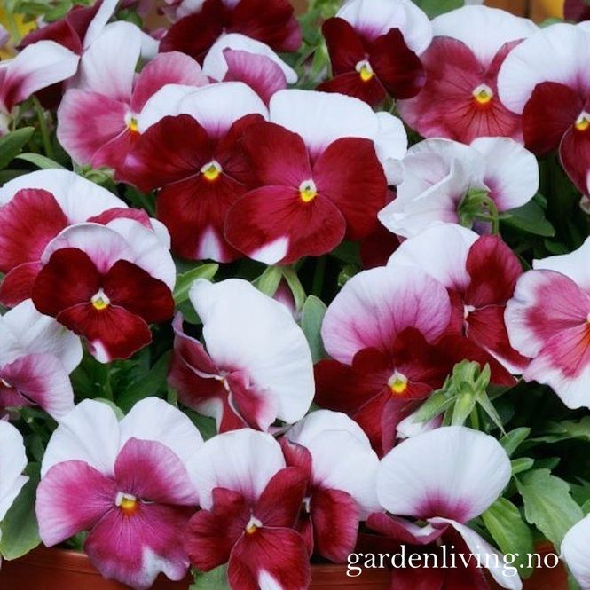 Hovedbilde Stemorsblomst 'Grandissimo Rose Beacon' F1, småbl. - Viola ...