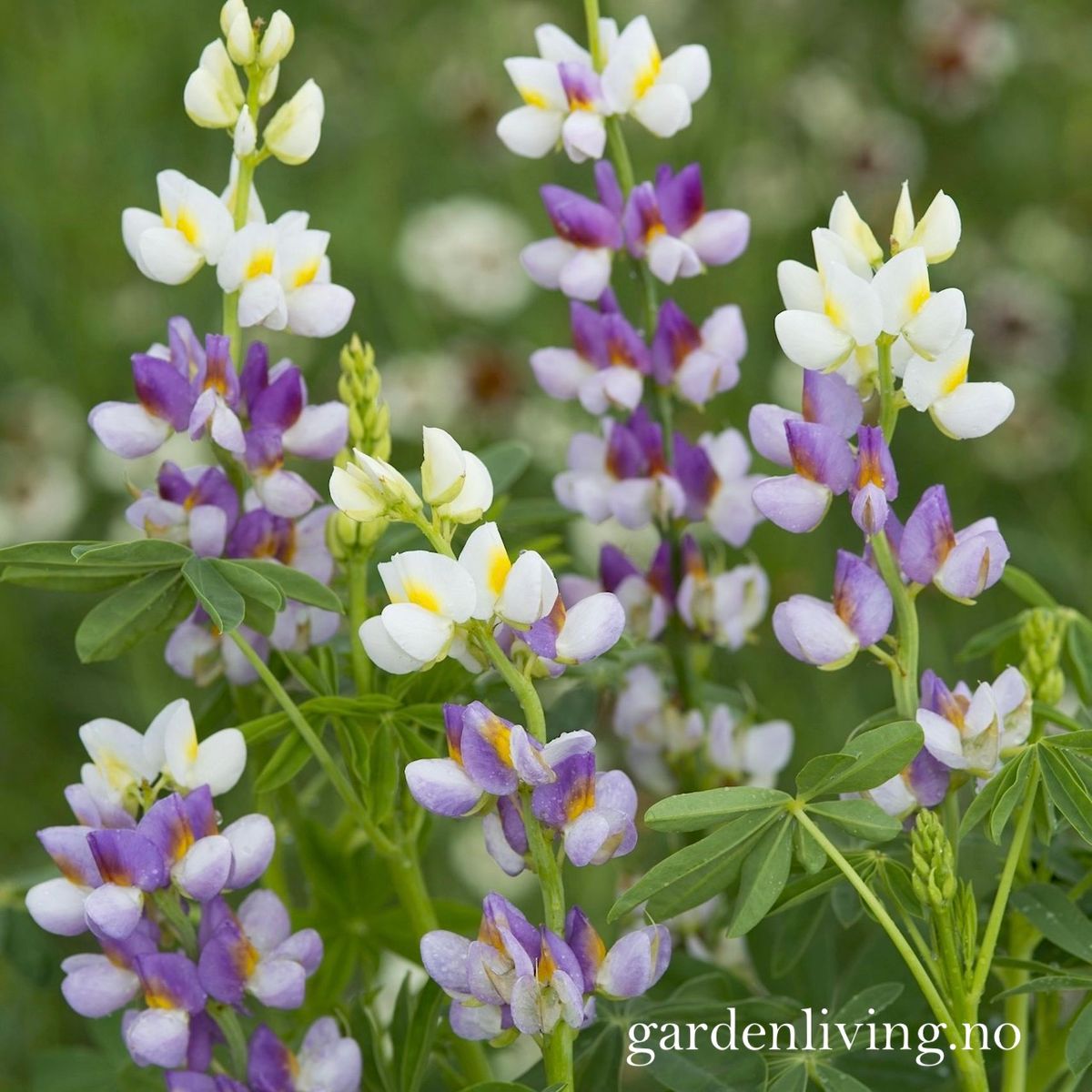 Lupin 'Lilac Javelin' - Lupinus mutabilis var. cruickshankii
