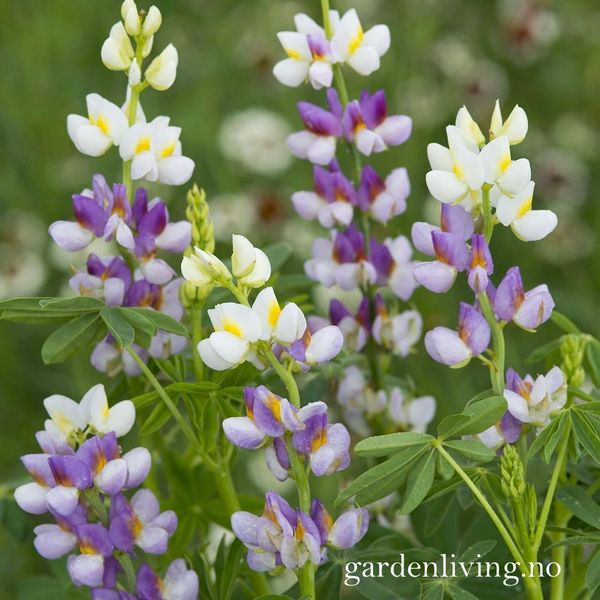 Hovedbilde Lupin 'Lilac Javelin' - Lupinus mutabilis var. ...