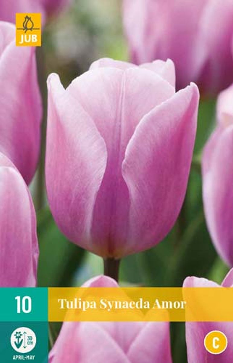 Tulipan 'Synaeda Amor', triumphtulipan - 10 stk