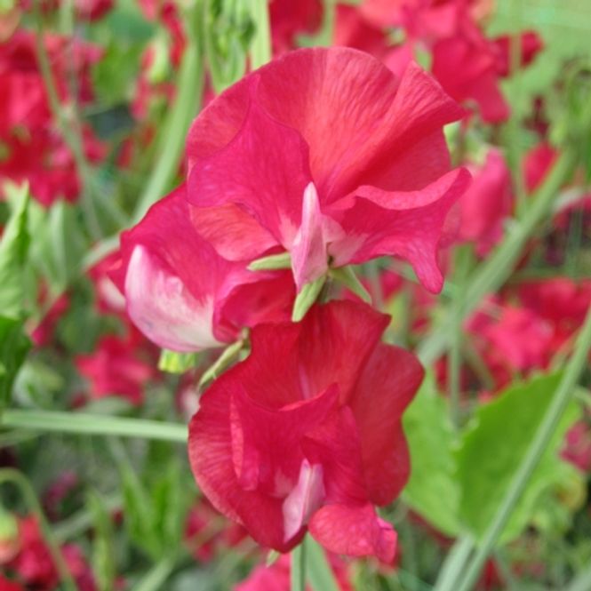 Hovedbilde Blomsterert 'Ruby Anniversary' - Lathyrus odoratus