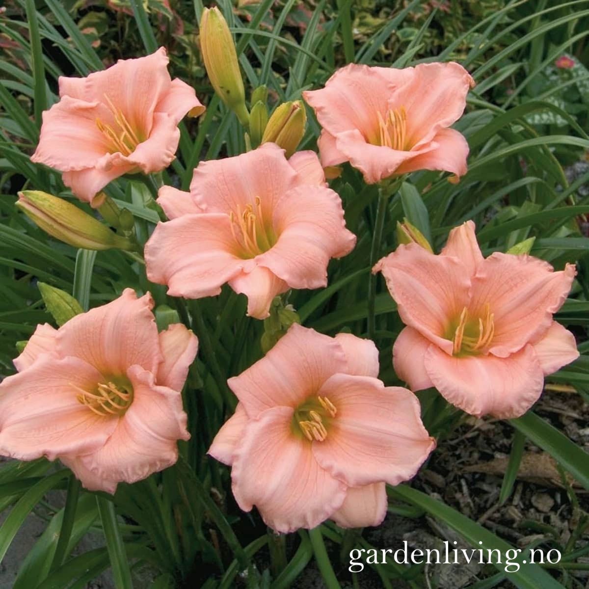 Daglilje 'On and On' - Hemerocallis