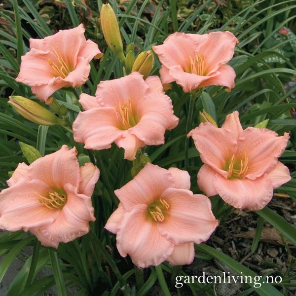 Hovedbilde Daglilje 'On and On' - Hemerocallis