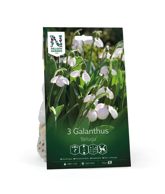 Hovedbilde Snøklokke 'Beluga' - Galanthus -  3 stk