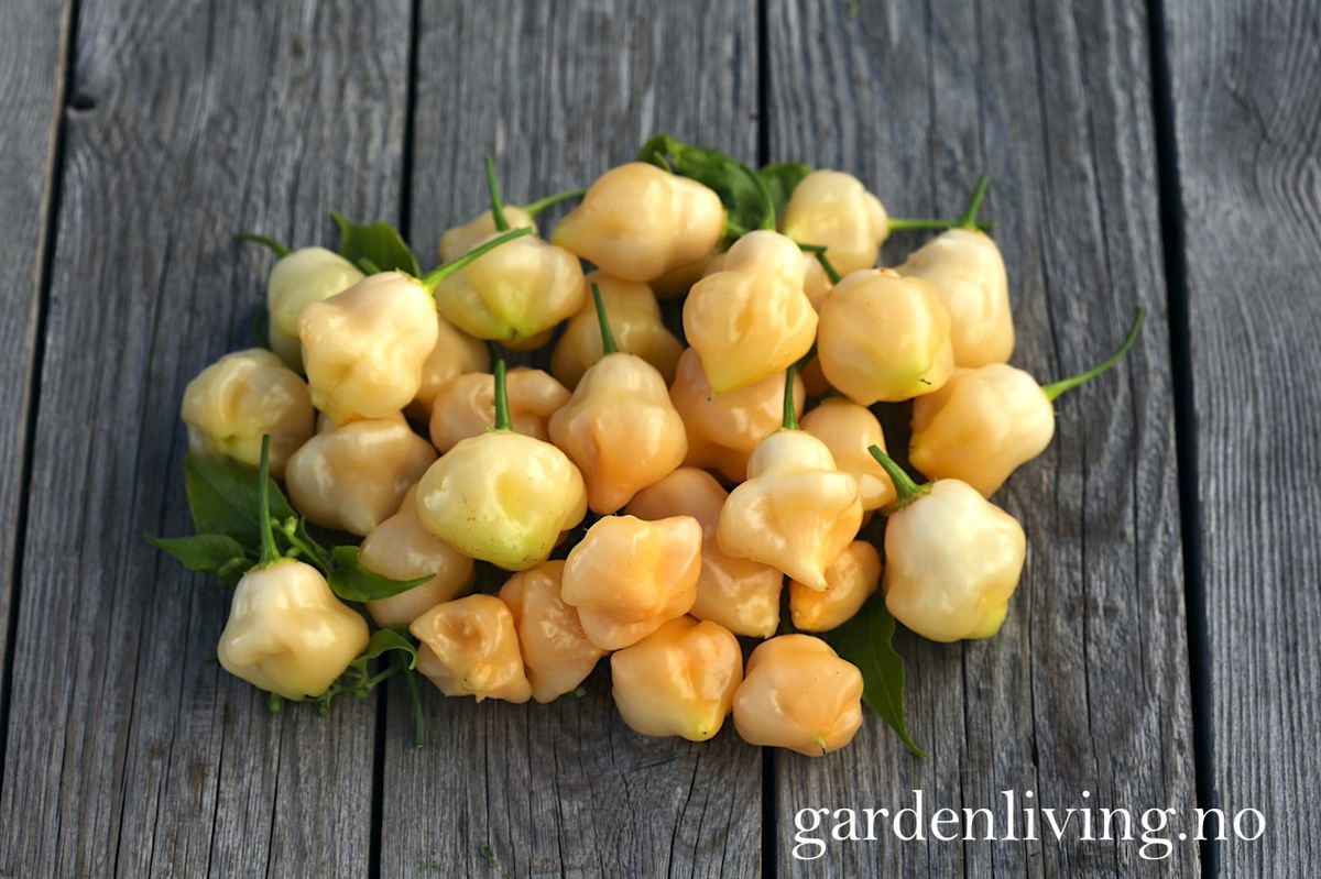Chilipepper 'Sugar Rush Peach Bell' - Capsicum baccatum