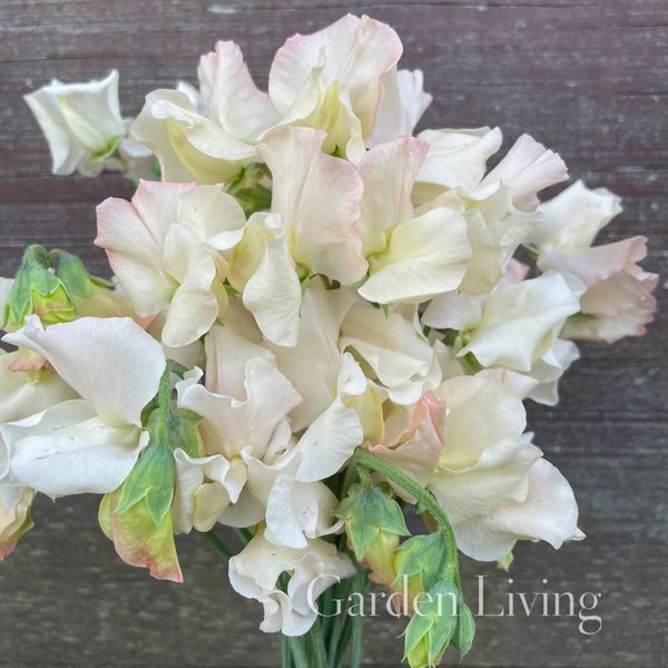 Hovedbilde Blomsterert 'Piggy Sue' - Lathyrus odoratus 