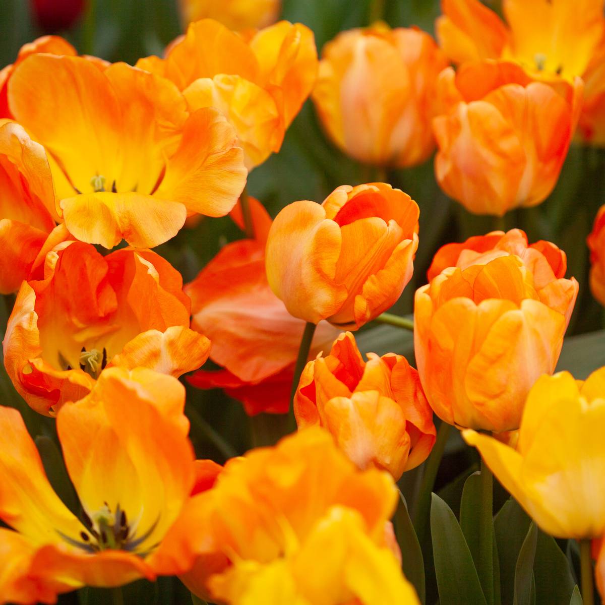 Tulipan 'Daydream', darwinhybrid - 10 stk