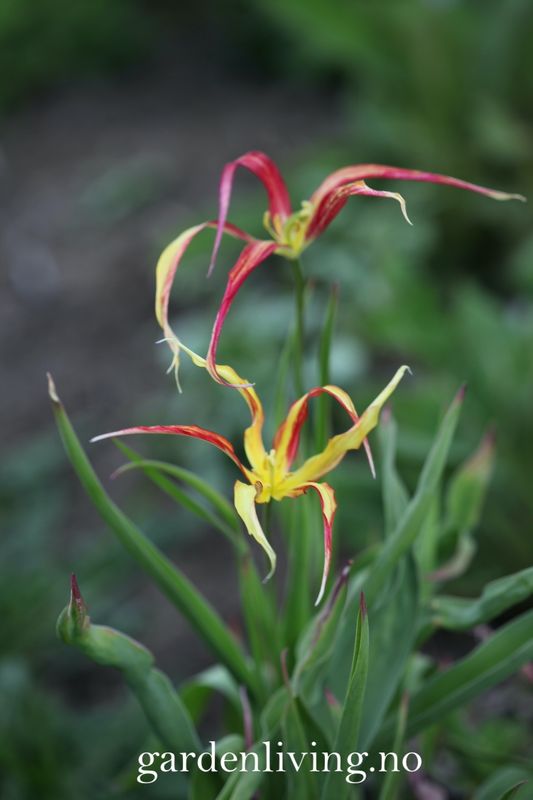 Tulipa acuminata - 1 stk 
