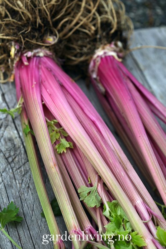 Stilkselleri 'Blush' - Apium graveolens