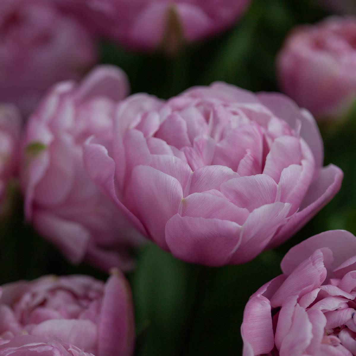 Tulipan 'Amazing Grace', Tidlig dobbel - 10 stk