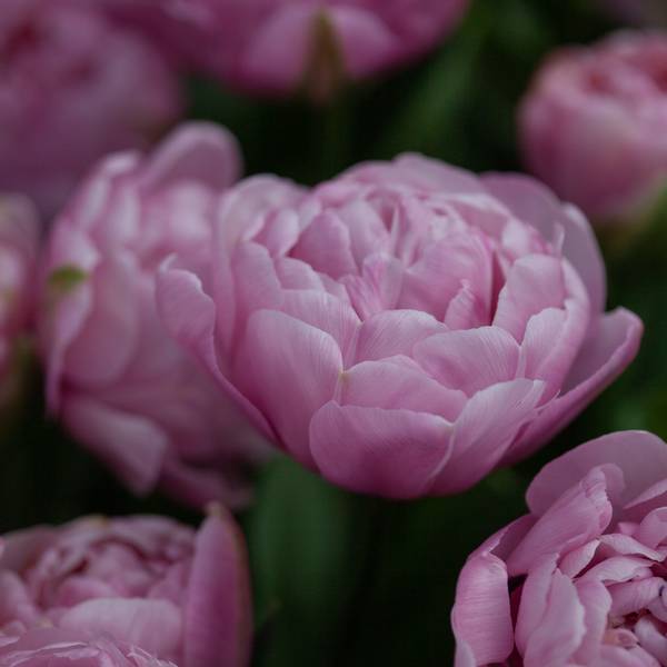 Hovedbilde Tulipan 'Amazing Grace', Tidlig dobbel - 10 stk
