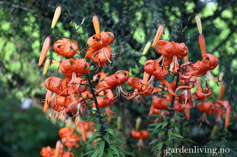 Tigerlilje - Lilium lancifolium - 2 stk