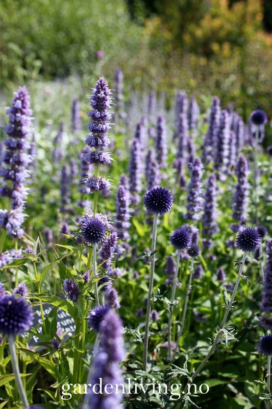 Kuletistel - Echinops ritro