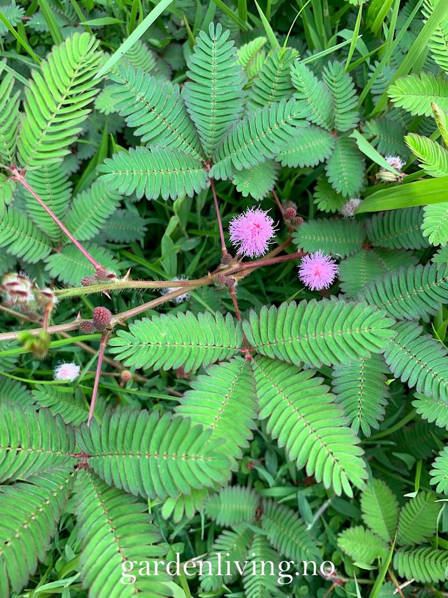 Sanseplante/Rør meg ikke - Mimosa pudica