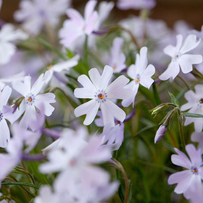 Vårfloks 'Emerald Cushion' - Phlox subulata