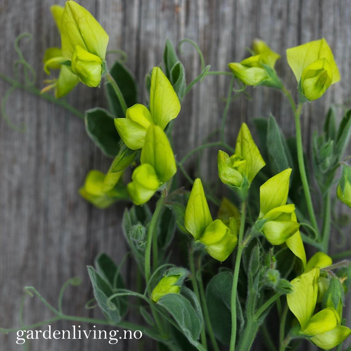 Lathyrus chloranthus