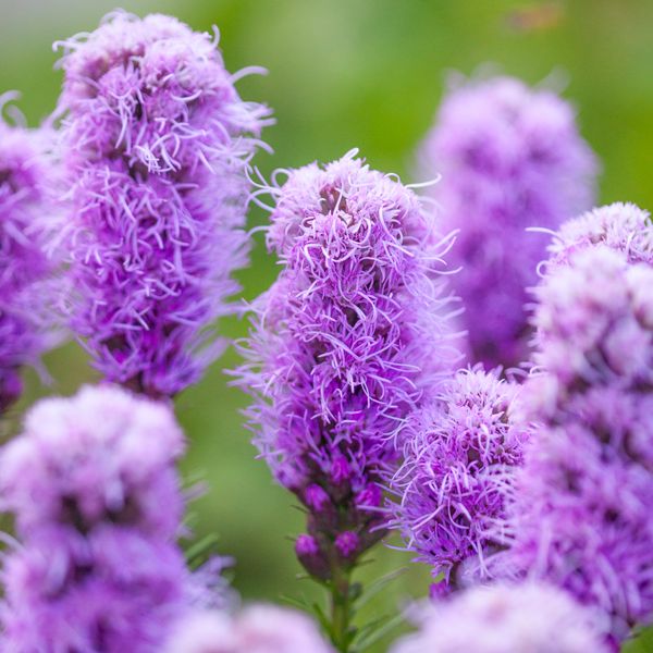 Hovedbilde Akssøyleblomst - Liatris spicata, 3 stk