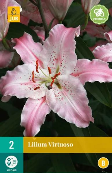 Hovedbilde Orientalsk lilje 'Virtuoso' - Lilium, 2 stk.