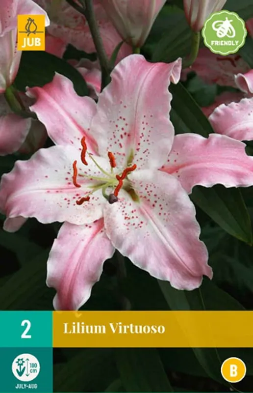 Orientalsk lilje 'Virtuoso' - Lilium, 2 stk.